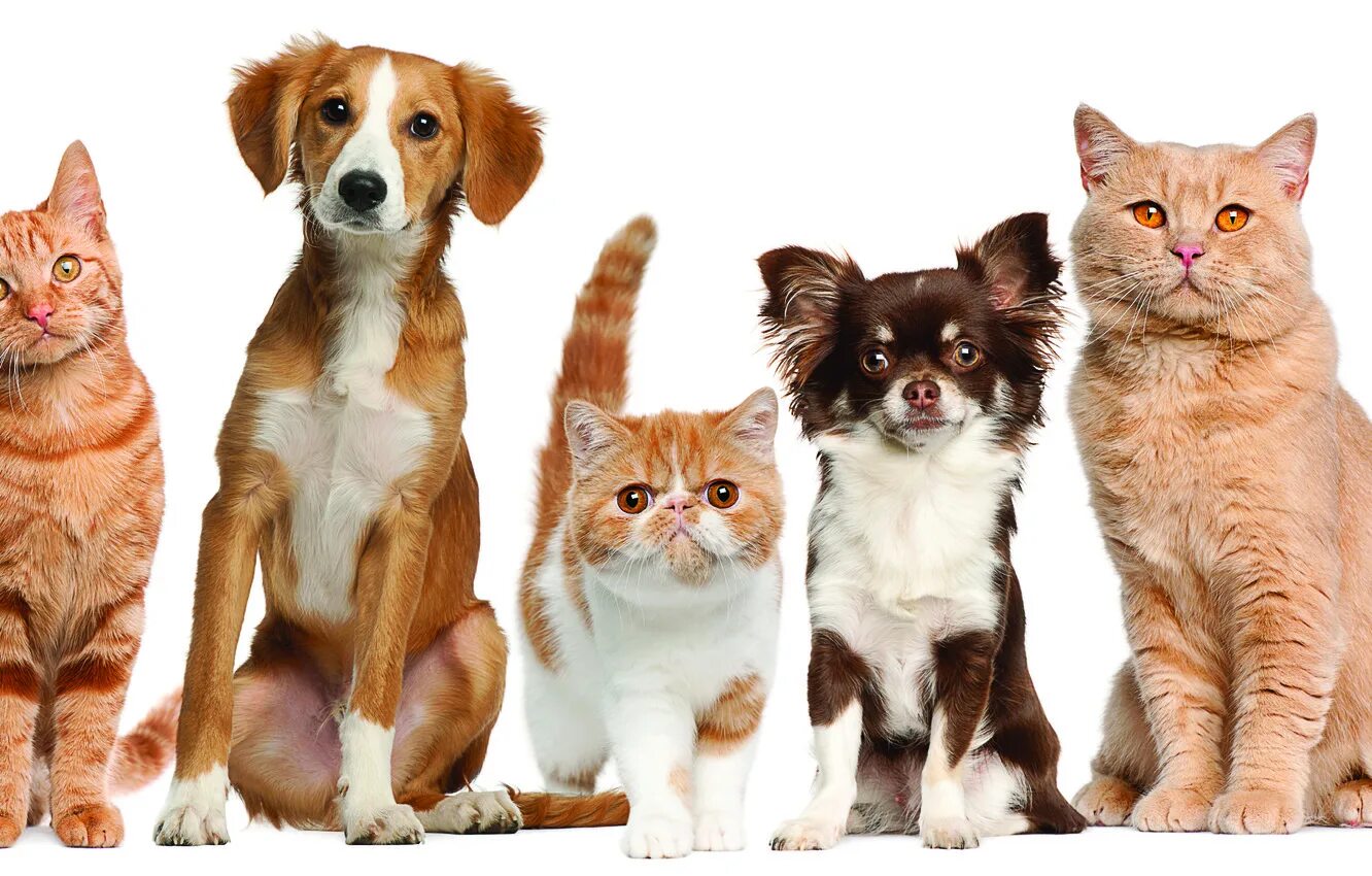 Собачки и кошечки. Разные домашние животные. Картинки домашних животных. Домашние животные кот и собака. Животные петс