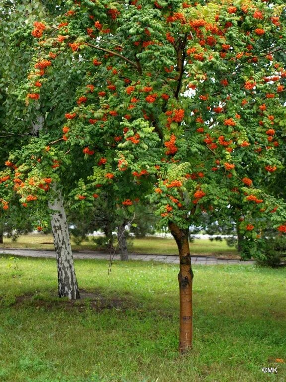 Рябина обыкновенная пендула. Рябина обыкновенная многоствольная. Рябина обыкновенная дерево. Рябина обыкновенная (кустовая) sorbus aucuparia. Рябина обыкновенная многоствольная.