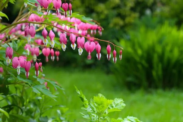 Дицентра великолепная (Lamprocapnos (Dicentra) spectabilis) фото, описание этимо
