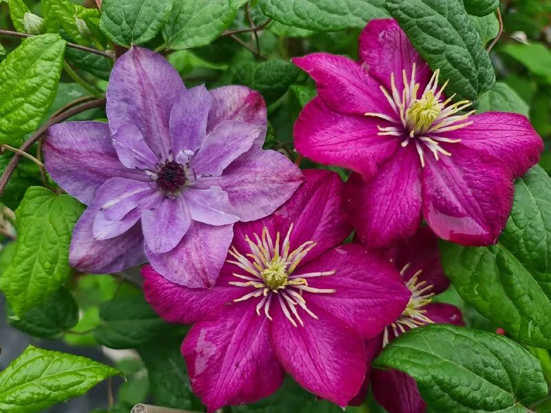 клематис супер кьют