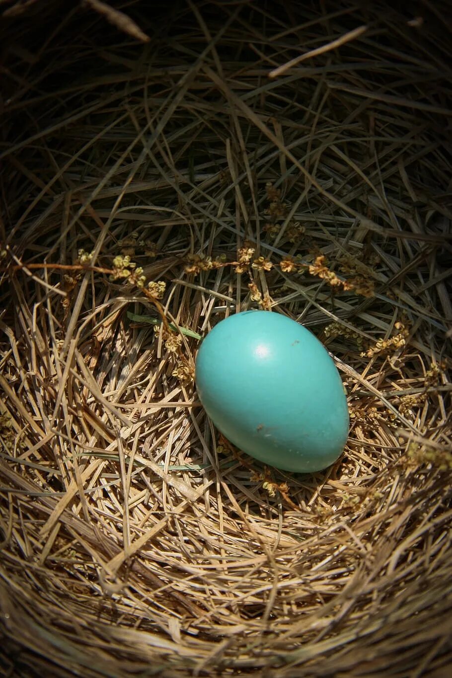 Яички в ладошке. Птичьи яйца. Beginning egg. Вареные яички. Слайм в яйце.