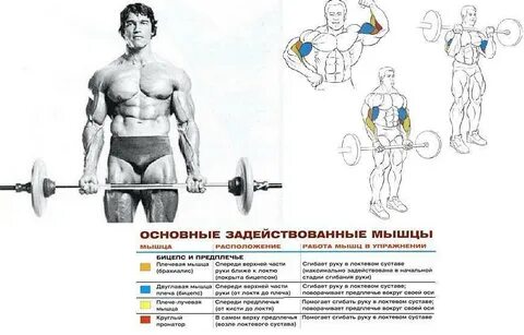 Сколько поднимать на бицепс