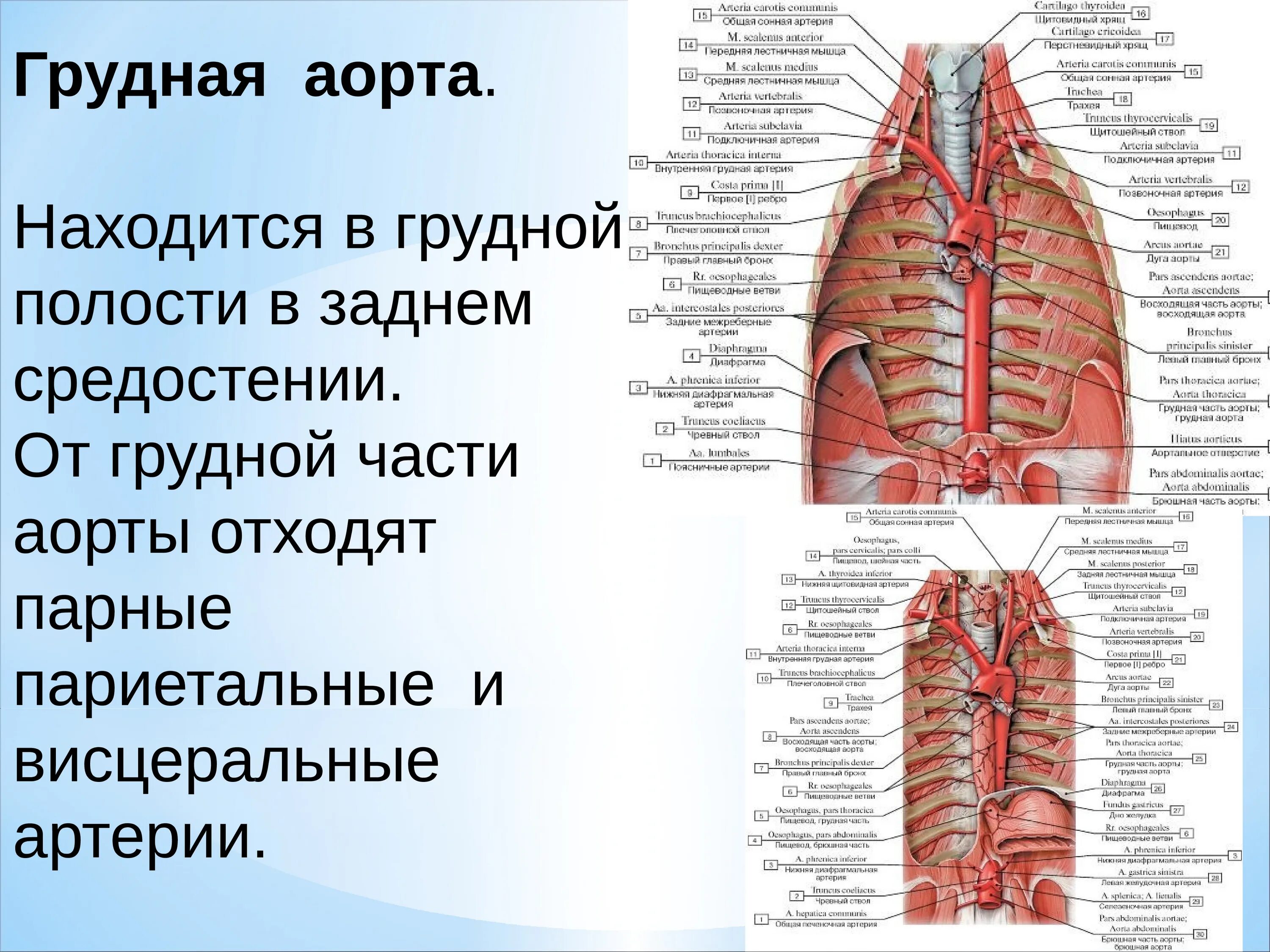 Сосуды нисходящей аорты. Париетальные ветви грудной части аорты. грудная аорта и ее ветви и области кровоснабжения. перешеек аорты топография. артерии нисходящей части аорты.