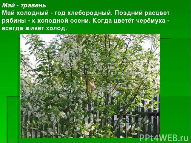 тире в бсп. холодный май. приметы мая народные. поговорка май холодный год хлебородный. май холодный год хлебородный.