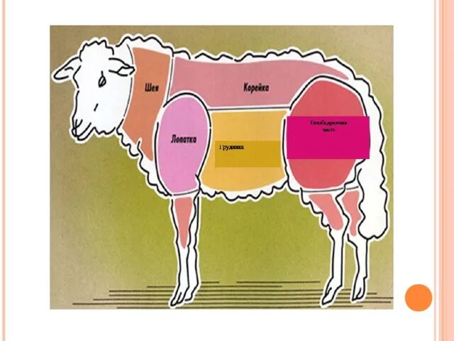 Шерсть овцы. Обработка ягненка. Стрижка овец руно. Купка овец в креолине. Обработка ягненка.