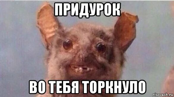 Ты че мышь. Мышь мем. летучая мышь мем спасибо. ты че мышь мем.