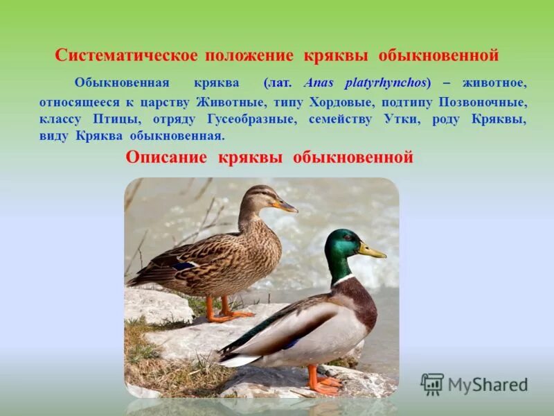 Птицы экологические группы птиц. Утка кряква описание кратко. Утка среда обитания. Кряква утка рассказ. Биологическое значение утки кряквы.