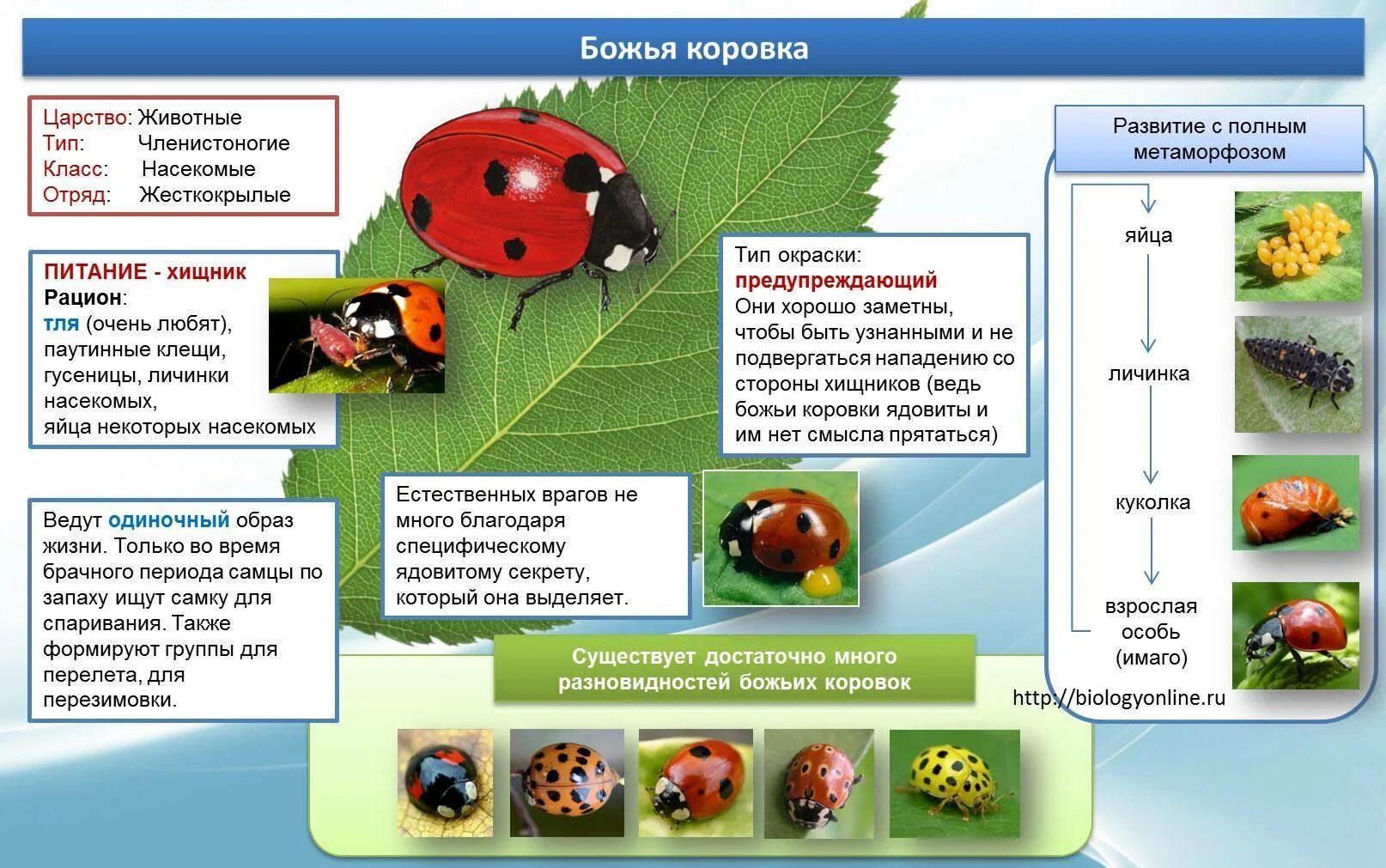 Какое развитие у божьей коровки. Божья коровка снизу вид части тела. Божья коровка биология. Строение Божьей коровки для детей. Божья коровка описание.