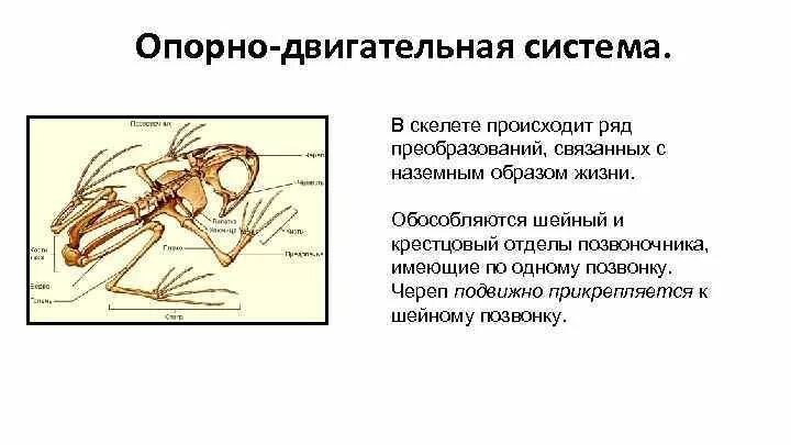 Велосипед двигательная система. Эволюция опорно-двигательной системы человека таблица. Опорно двигательная система млекопитающих 7 класс. Функции органов опорно двигательной системы у животных. Скелет млекопитающих схема биология 7 класс.