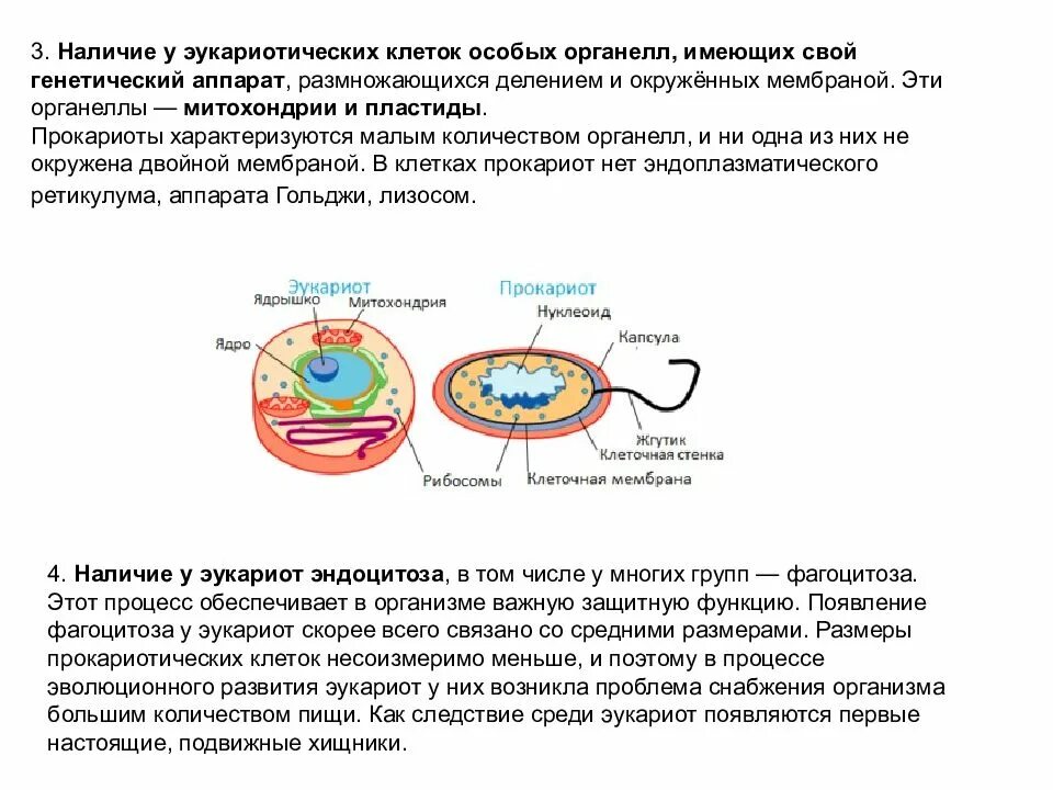 Эукариот и прокариот строение генетического аппарата. Клеточные структуры прокариоты и эукариоты. Характеристика наследственного аппарата эукариот. Строение клетки эукариот кратко. Организации эукариотической клетки