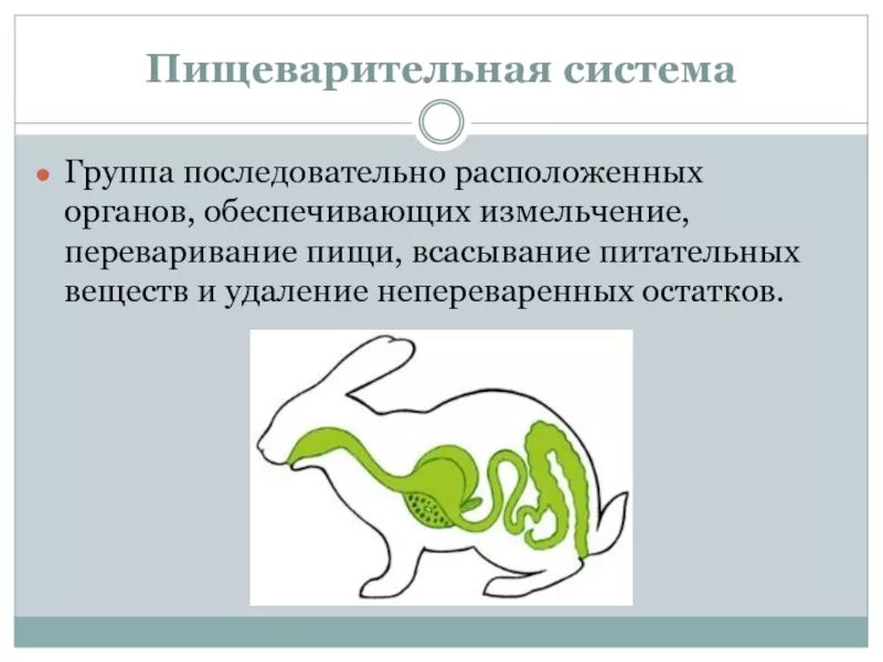 Верная последовательность процессов пищеварения у млекопитающих. Пищеварительная система Живон. Пищеварительная система животных 7 класс. Пищеварительная система животных 6 класс. Строение пищеварительной системы животного.