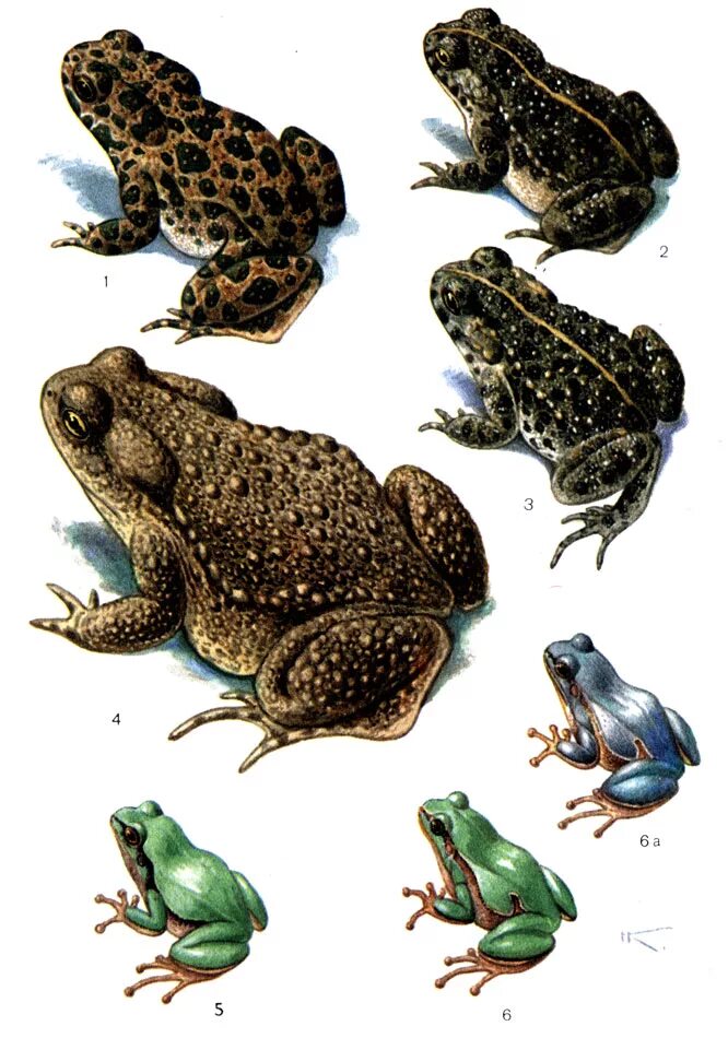 Бесхвостые пресмыкающиеся. Семейство Жабы—Bufonidae. Семейства бесхвостых земноводных. Серая жаба бесхвостые. Сколько видов лягушек в мире