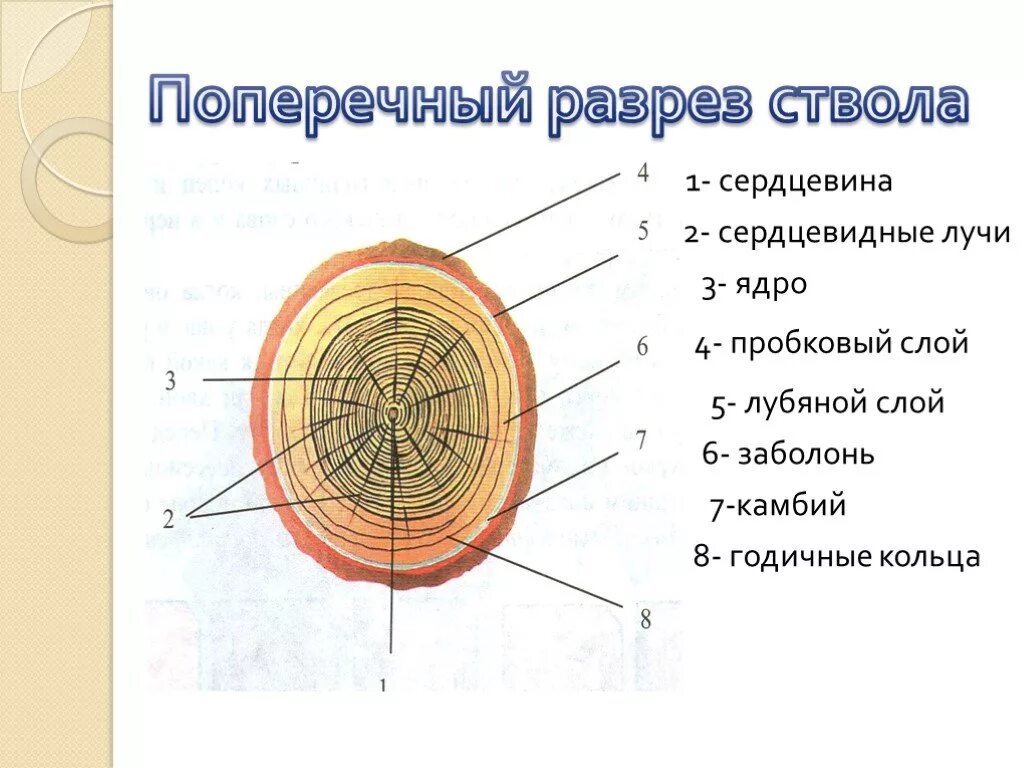 В сердцевине ствола происходит отложение запасных. Строение поперечного среза древесины. Строение древесины продольный и поперечный срез ствола. Поперечный срез ствола дерева строение. Строение древесины(поперечный срез ствола).