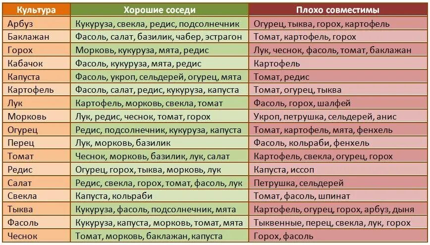 После каких культур можно сажать огурцы. Совместимость посадок овощей на грядках таблица. Соседи на огороде совместимость растений таблица. Совместимость овощных культур при посадке на грядке таблица. Соседство овощей на грядках таблица.