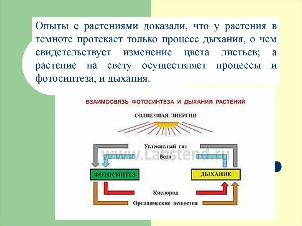 Дыхание растений в темноте. Опыт дыхание растений. Опыты доказывающие процесс дыхания у растений. Опыт доказывающий что растения дышат. В каких растениях протекает дыхание