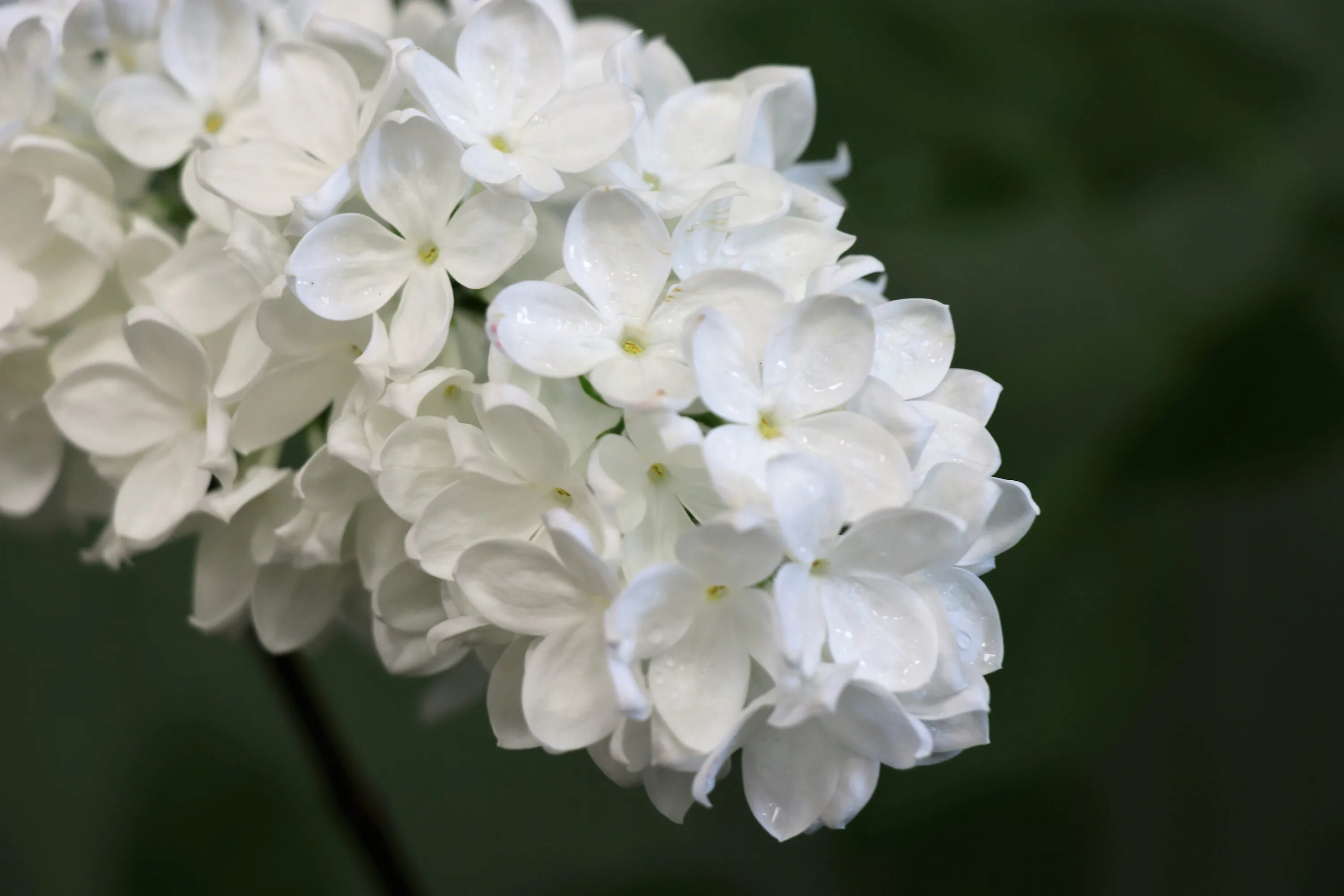 White spring. Сирень Примроуз. Сирень Avalanche (Аваланш). Сирень белая махровая. Белая сирень цветы.