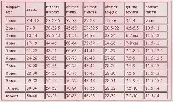 Лабрадор ретривер вес в 3 месяца. Масса лабрадора в 6 месяцев. Лабрадор ретривер 6 месяцев вес. Лабрадор ретривер вес взрослой. От 2 недель возраст от