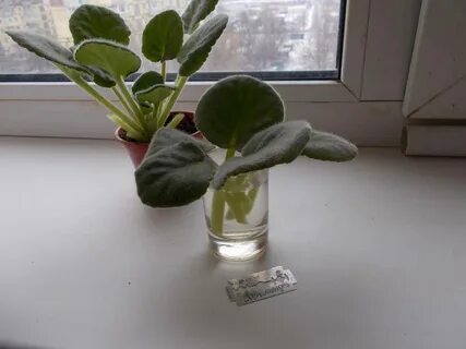 Укоренение черенков фиалками