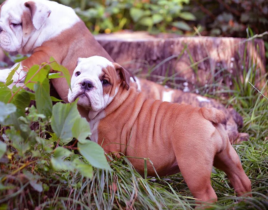 английские питомники собак