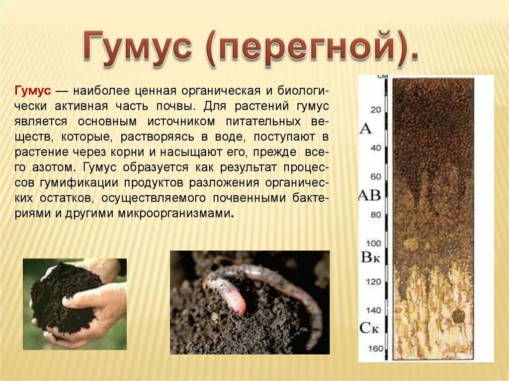 Почва представляет собой вещество. Гумус почвы. почва богатая гумусом. почва презентация. черноземы почвы гумус.