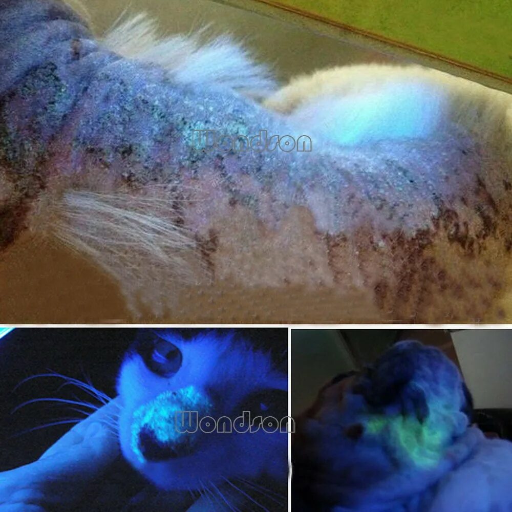 Лампа вуда трихофития микроспория. Свечение грибка кожи в ультрафиолете. Отрубевидный лишай под ультрафиолетом. Грибок под ультрафиолетом. Лампа вуда свечение микроспории.