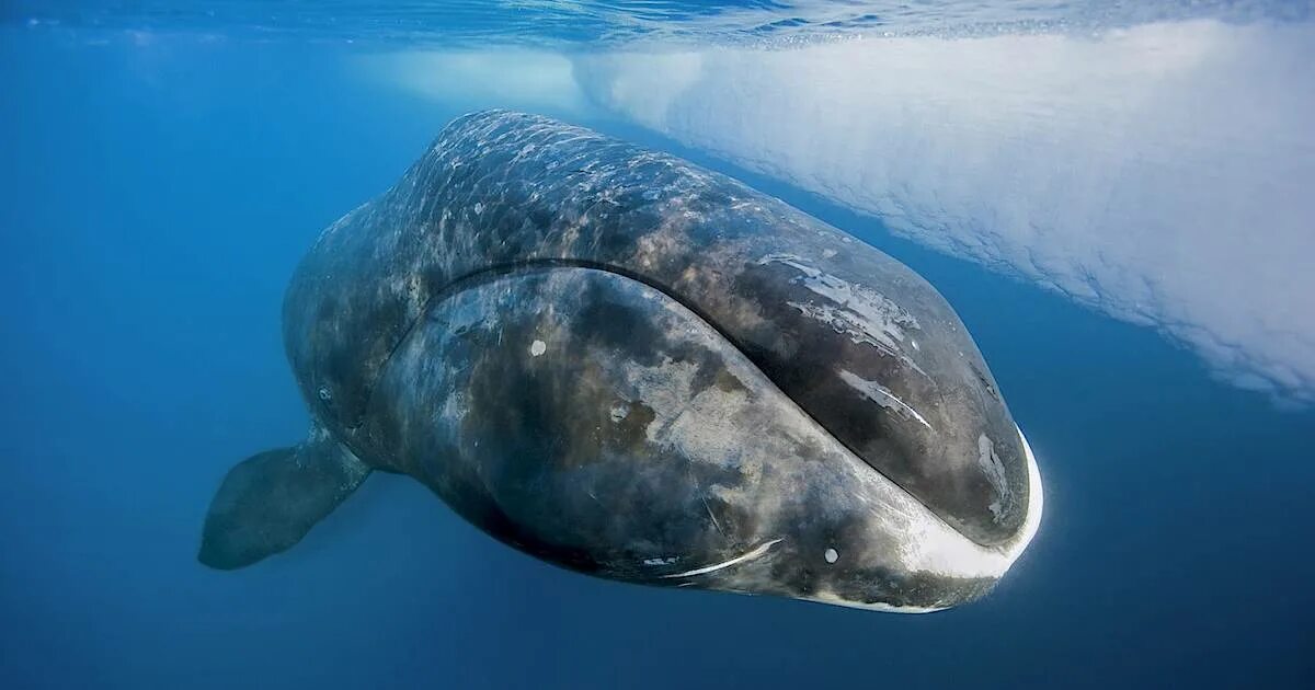 Самое большое животное жившее на земле. Гренландский кит. Гренландский Полярный кит. Гренландский кит и Полярный кит. Североатлантический гладкий кит.