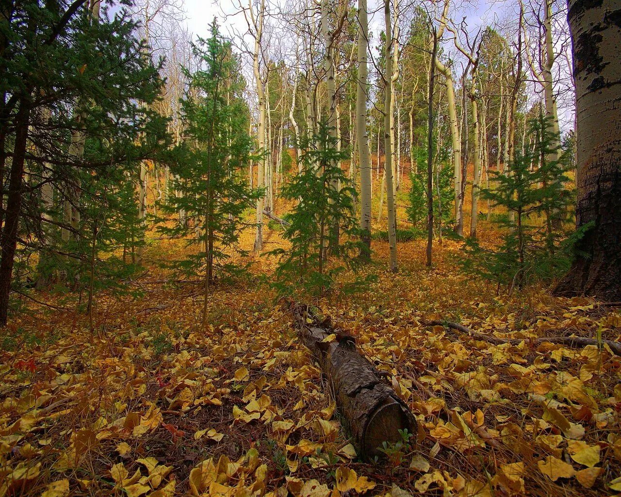 Лест лист