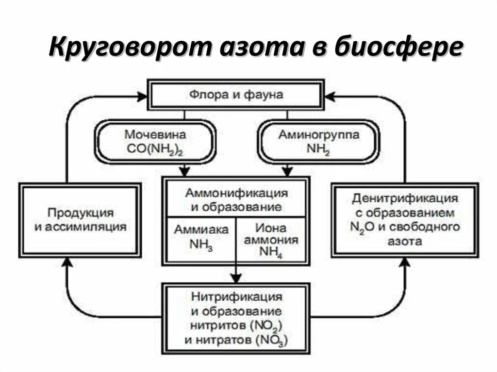 Круговорот азота в биосфере схема. Схему круговорота углерода и азота в биосфере.. Круговорот азота в биосфере схема и пояснения к ней. Составьте схему круговорота азота в биосфере.