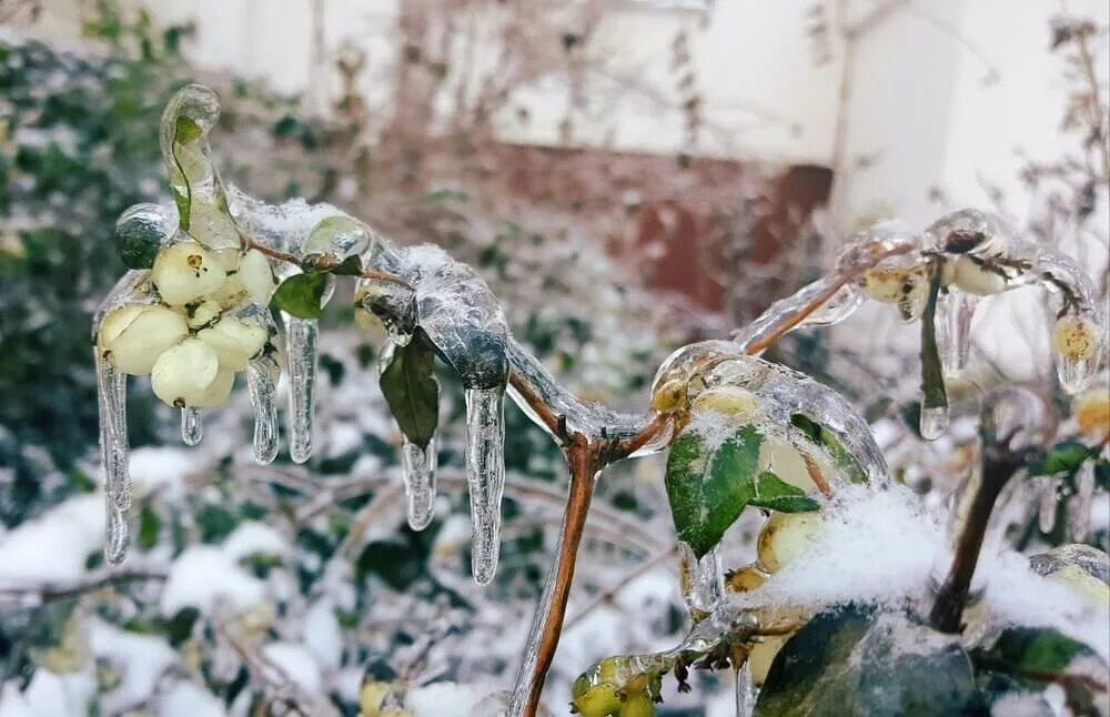 Много заморозков. Весенние заморозки. Заморозки в саду. Возвратные весенние заморозки. Весенние заморозки в саду.