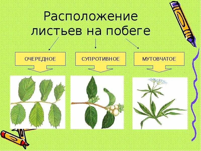 Местоположение листа. Расположение листьев на побегах. Расположение листа на побеге. Виды расположения листьев на побеге. Лист расположение листьев на побеге.