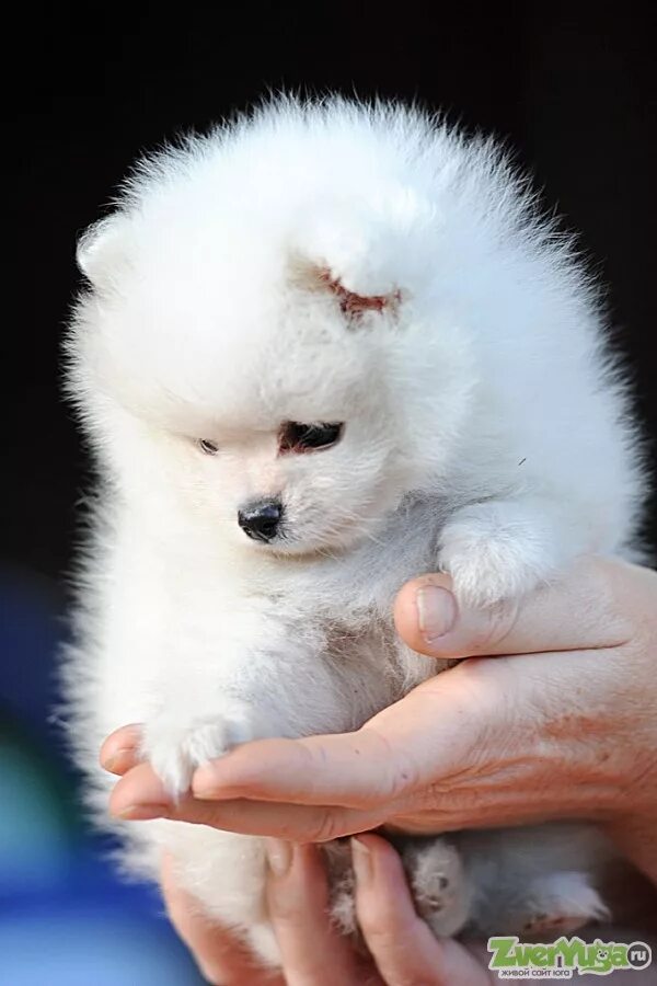 , самоед самоед белый. самоед. померанский шпиц медвежьего типа. порода собак маленький медвежонок белый. самоед белый.