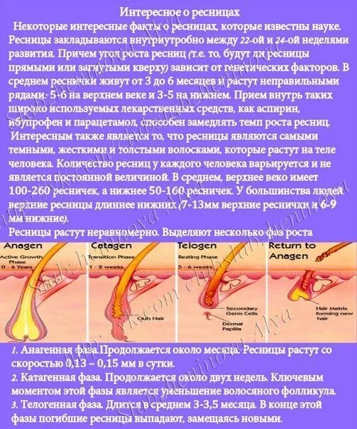 Интересные ресницы. Интересные факты о ресницах. Интересные факты о наращивании ресниц. Факты о нарощенных ресничках.