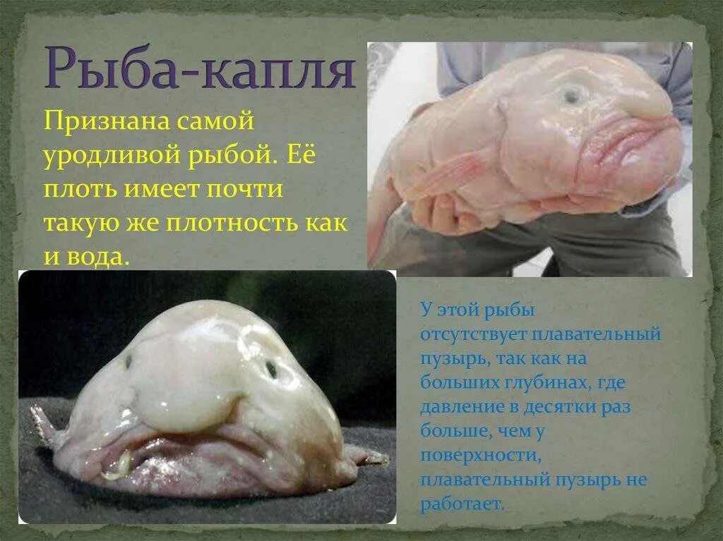 Рыба капля чем питается