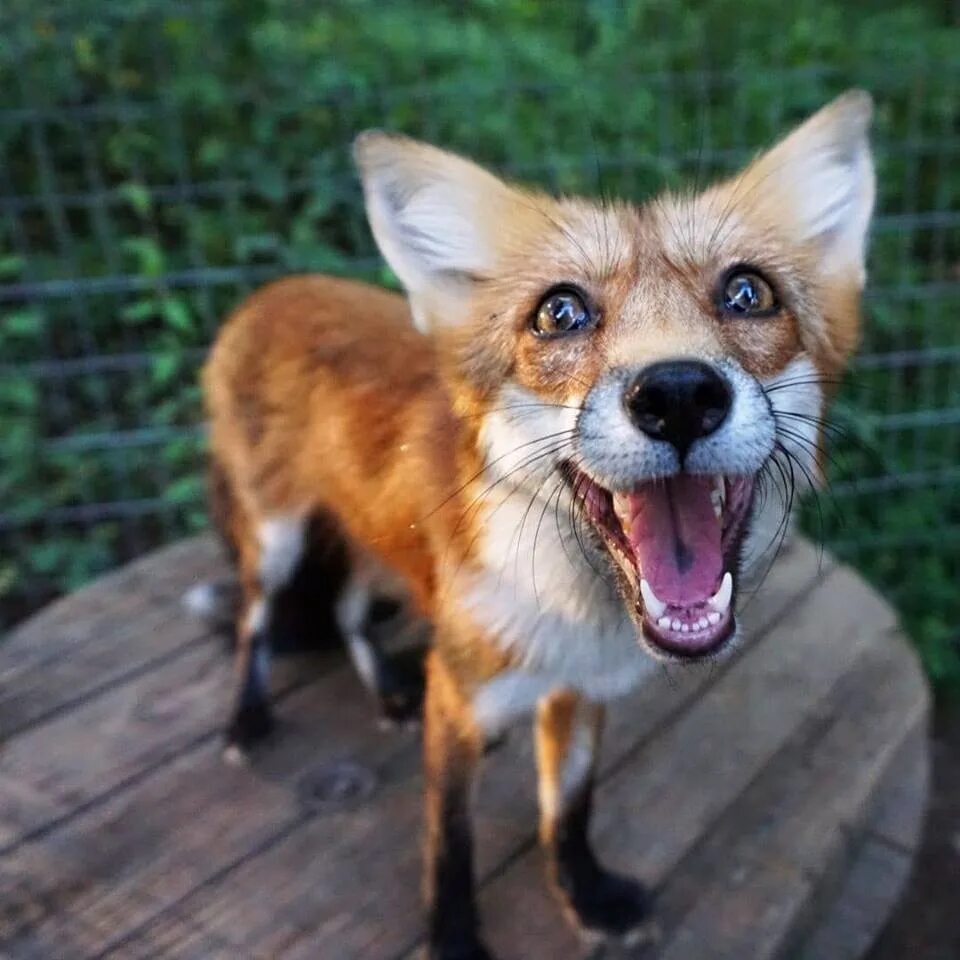 Улыбка лиса содержание. Фокс клин. Лиса улыбается. Улыбка лиса содержание. Улыбка лисы.