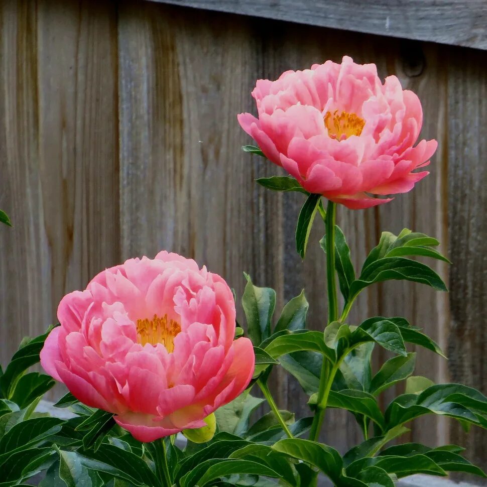 пион коралловый сансет. пион коралл сансет описание. пион коралловый сансет. пион коралловый сансет. пион coral sunset.