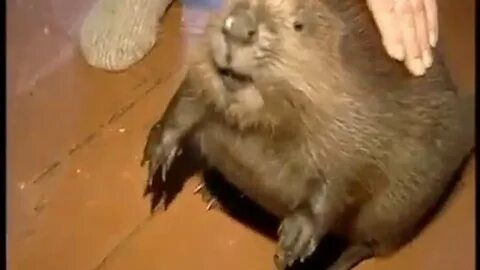 Бобры грызут видео