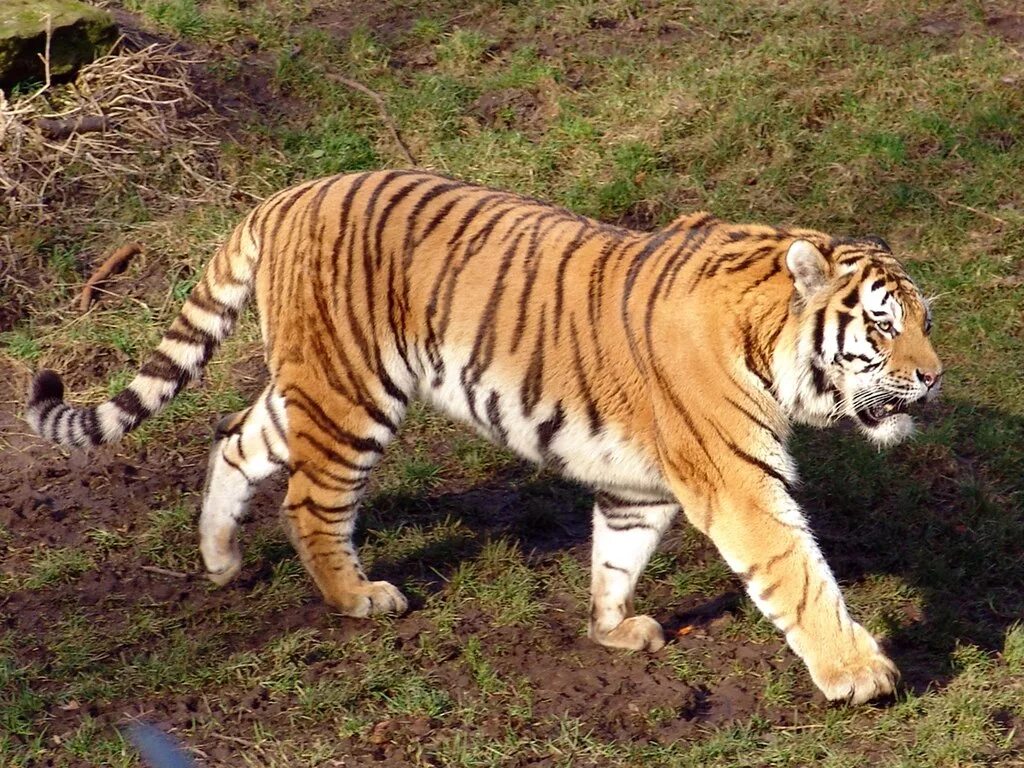 Тигр Panthera Tigris. Малайский тигр (Panthera Tigris Jacksoni). Амурский тигр самец. Самый большой Амурский тигр. Внешний вид тигров