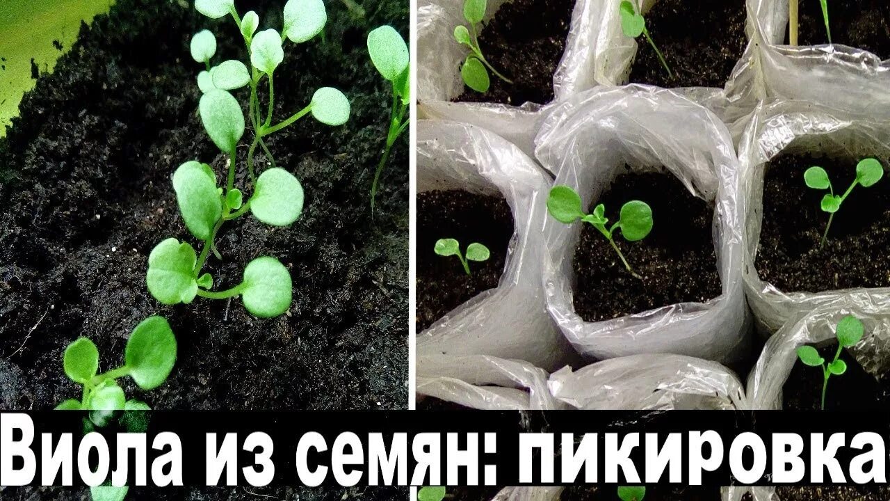Как посадить виолу на рассаду из семян