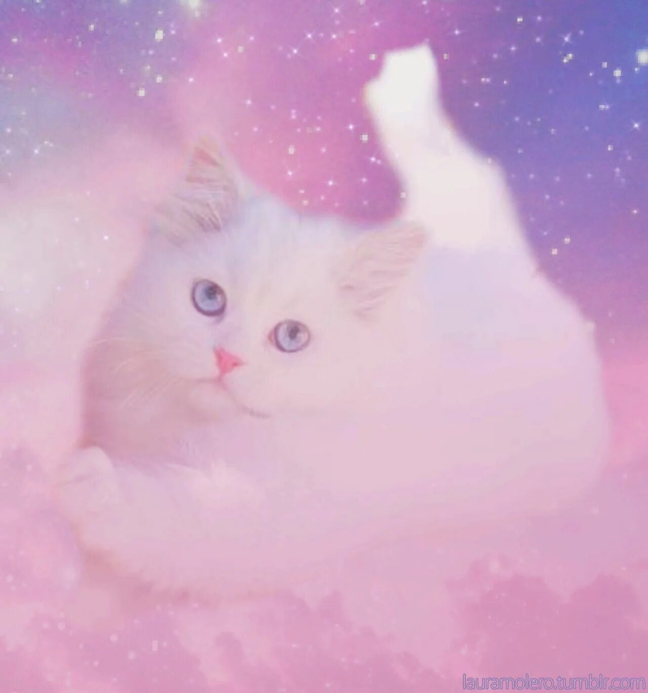 Cat edits