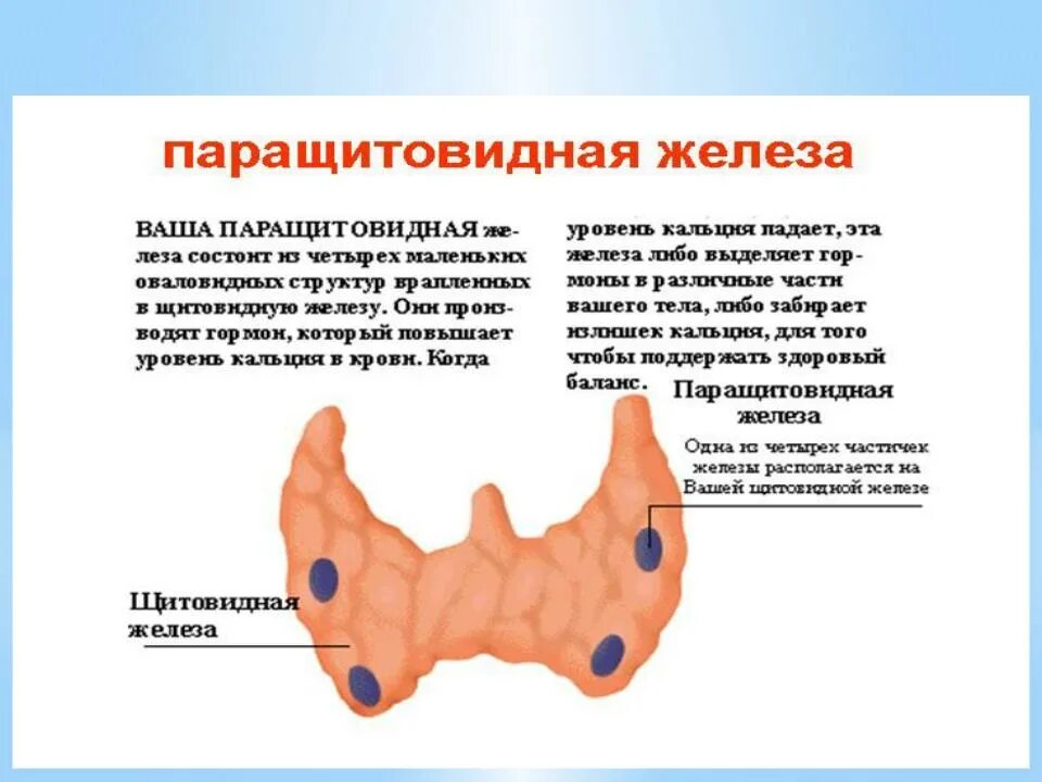 Клинические проявления гиперпаратиреоза. Паращитовидная железа гистология. Признаки аденомы паращитовидной железы что это. Паращитовидная железа местоположение. Гиперпаратиреоз аденома щитовидной железы.