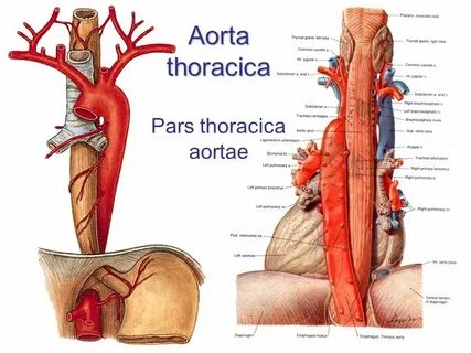 Какой клапан находится в аорте