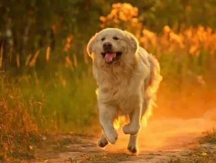 Dog but
