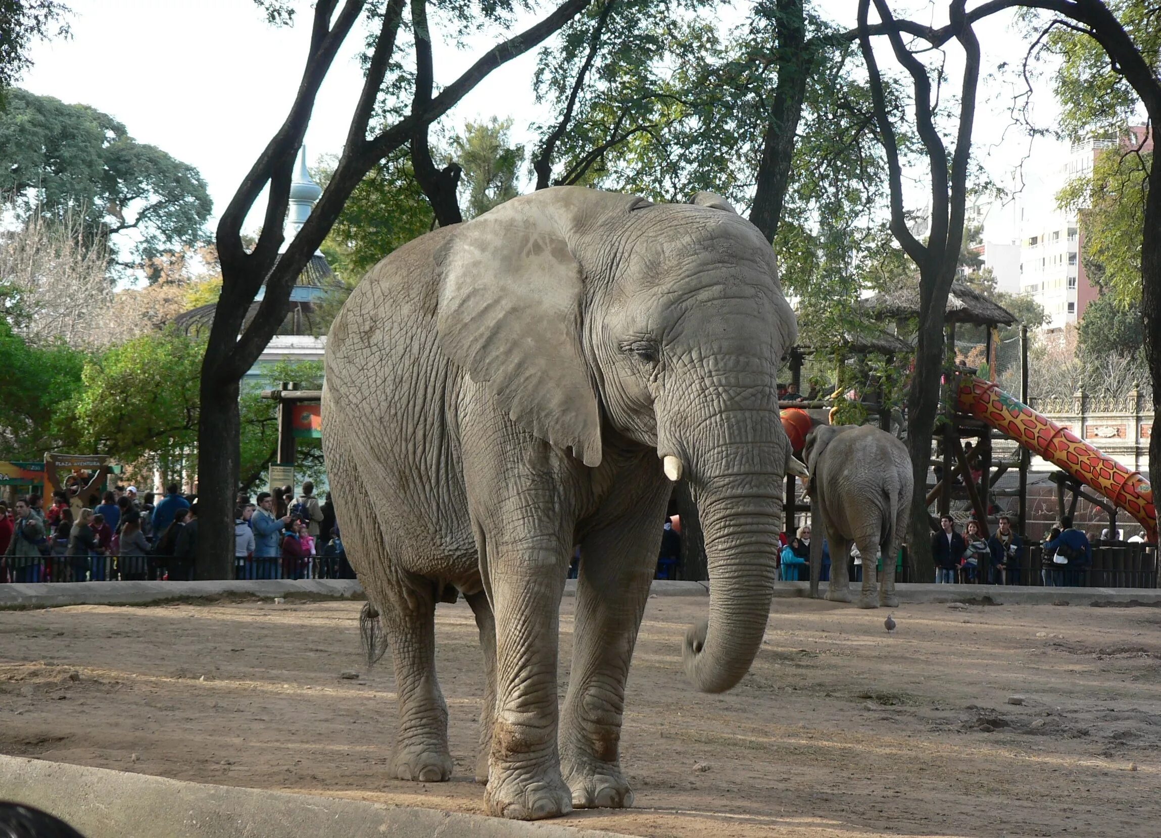 В зоопарке живет слон. Зоопарк Буэнос-Айреса. Зоопарк Прага слоны. Московский зоопарк Африканский слон. Венсенский зоопарк слон.