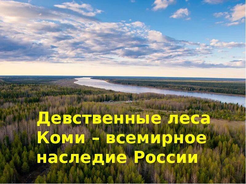 Природное наследие россии 8 класс. Леса Коми ЮНЕСКО. Девственные леса Коми (1995). Всемирное наследие девственные леса Коми. Девственные леса Коми презентация.