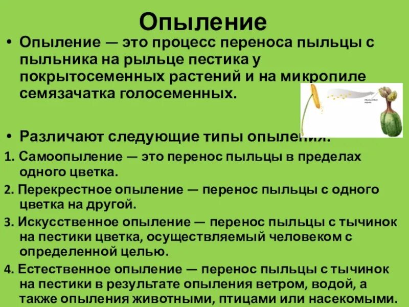 Функции пыльцы. Виды опыления цветковых растений. Типы опыления. Способы опыления цветковых растений. Типы опыления у покрытосеменных.