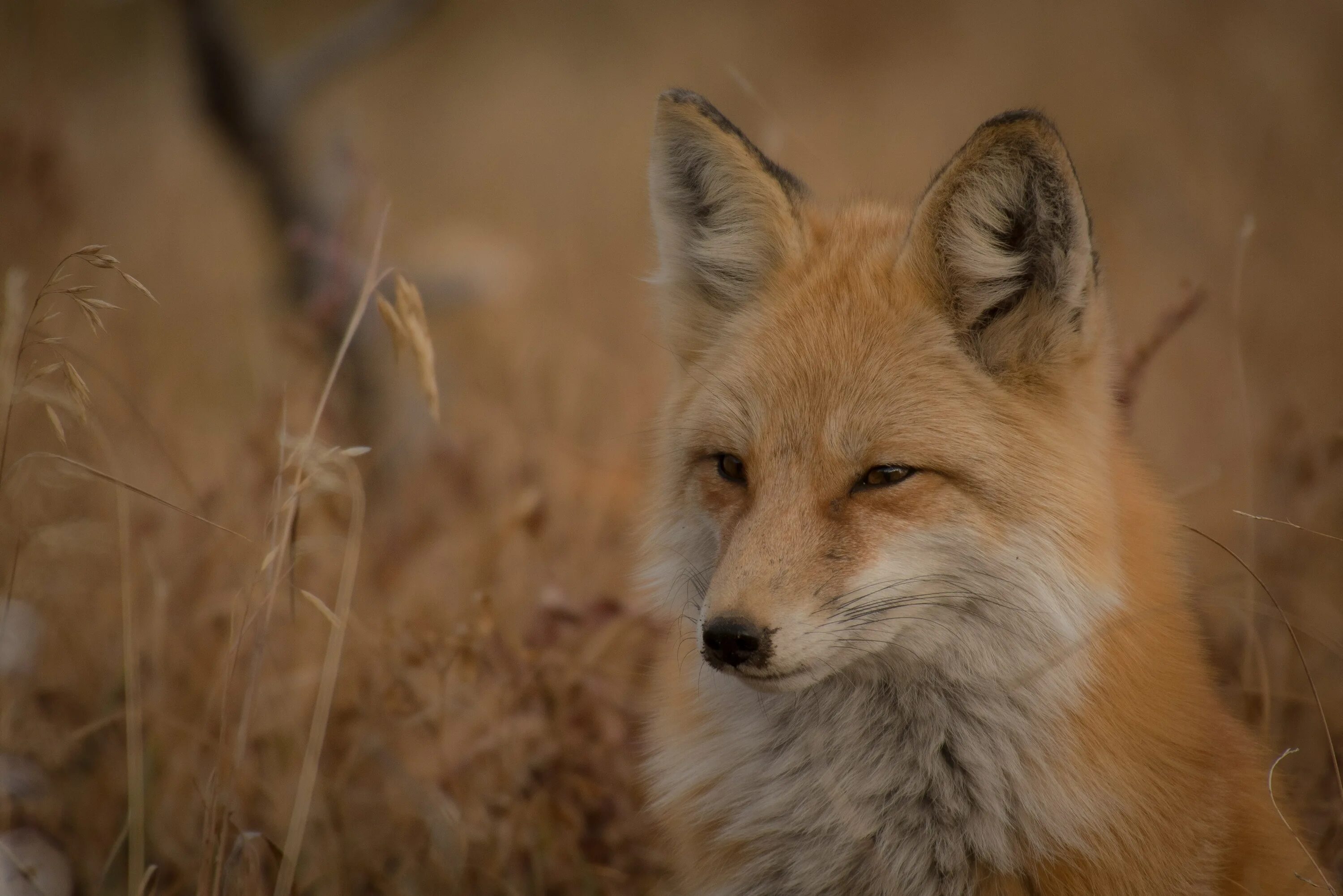 Лиса. Фон для рабочего стола лиса. Обои на рабочий стол лисы. Морда лисы. Fox wild