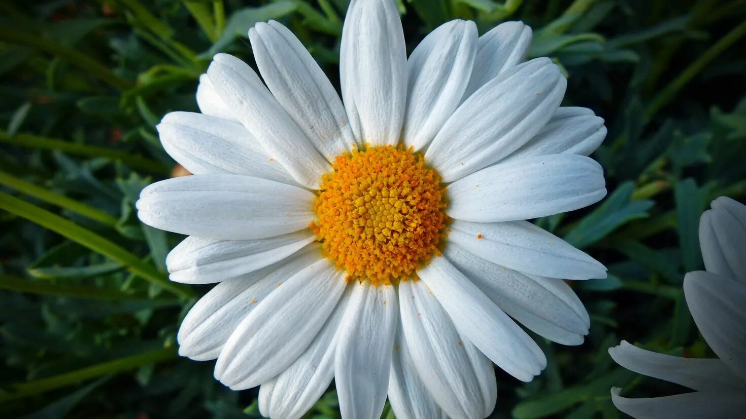 Крупные ромашки. Мойчечак гули. Ромаш. Ромаш. Ромашка дружбы.