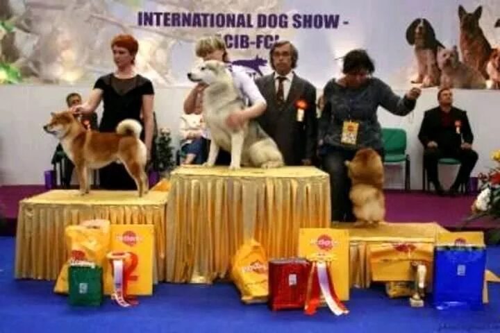 На выставке собак. Региональная выставка собак. Организатор выставки собак. Выставка собак баннер.