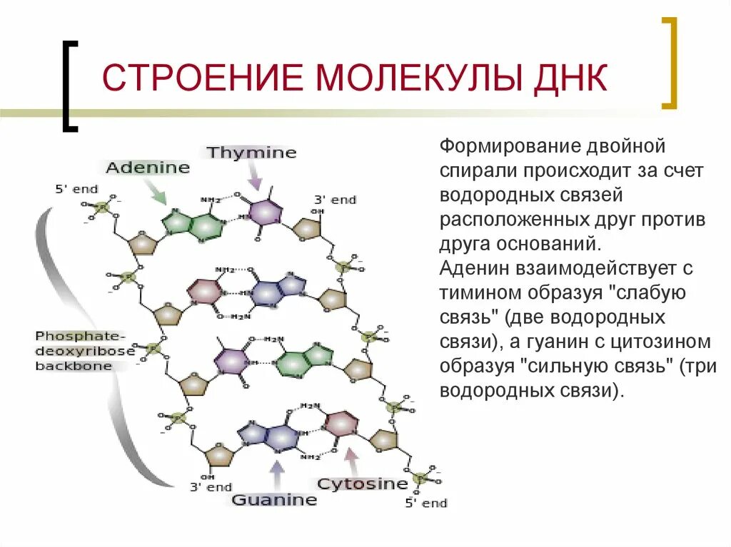 Выберите признаки молекулы днк. Структура молекулы ДНК схема. Принципы построения молекулы ДНК. Построение схем молекул ДНК. ДНК состав строение.