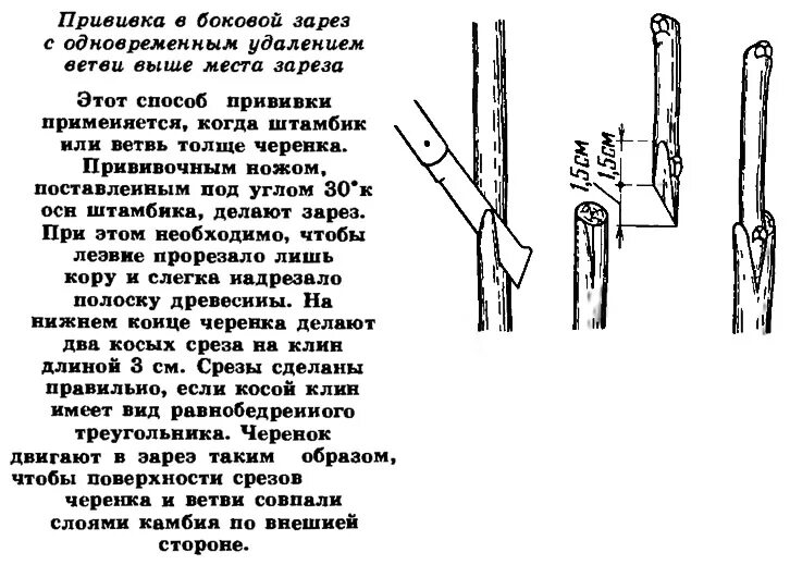 прием прививка. прием прививка. типы прививок растений. прием прививка. прививка яблони методом окулировки.